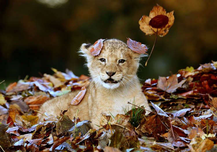 かわいい 大型ネコ科動物の赤ちゃん大集合